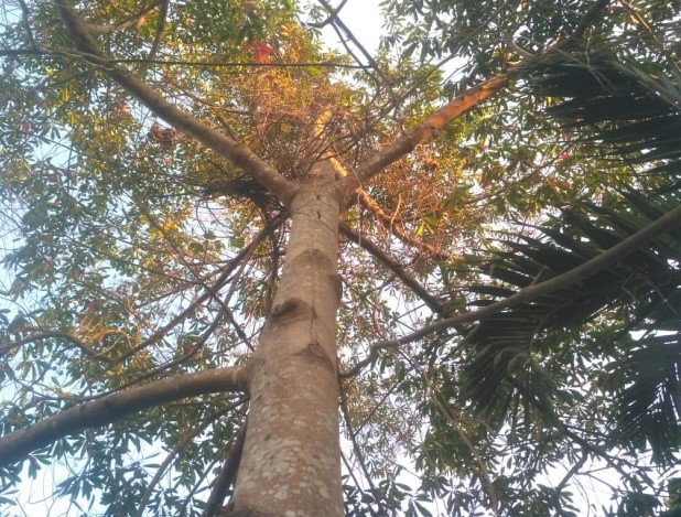 Kayu Genitri
